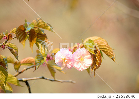 クシロヤエ クシロヤエ 22553040