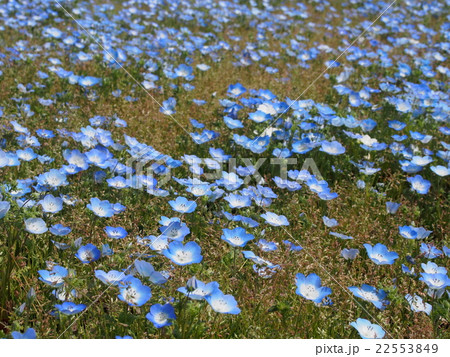 ネモフィラ 22553849