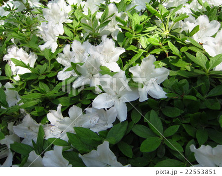 白つつじ 22553851