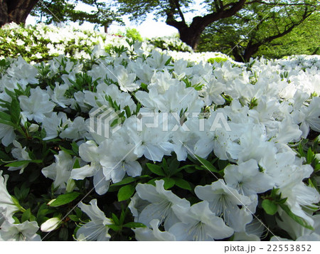 白つつじ 22553852