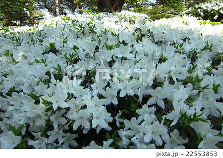 白つつじ 22553853