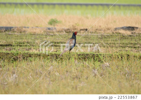 キジ 雉子 雉 国鳥 野鳥 鳥 鳥類 野生動物 農地 郊外の写真素材