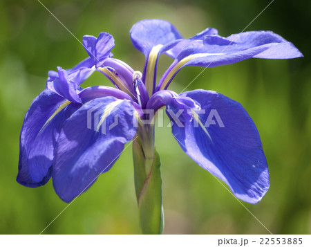 カキツバタの花 カキツバタの花 22553885