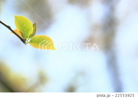 新緑　葉 22553925