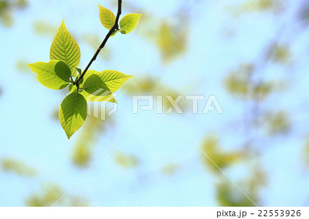 新緑　葉　リズムを刻むように 22553926
