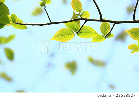 新緑　葉　リズムを刻むように 22553927