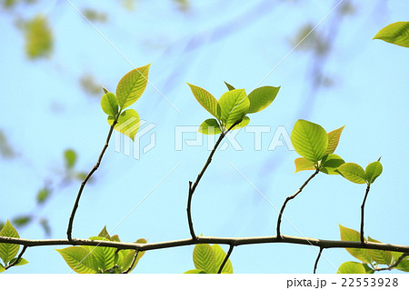 新緑 葉 リズムを刻むように 新緑 葉 リズムを刻むように 22553928