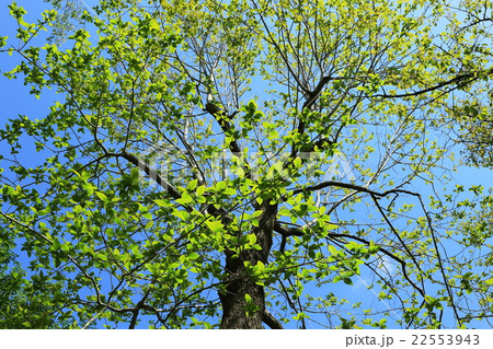 新緑  新緑  22553943