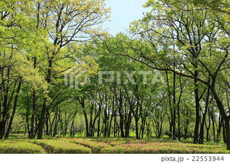 新緑　木々 22553944