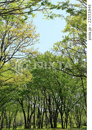 新緑　木々 22553946