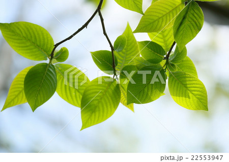 新緑　葉 22553947
