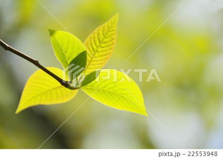 新緑　葉 22553948