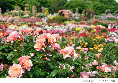 千葉県八千代市の京成バラ園 22554146