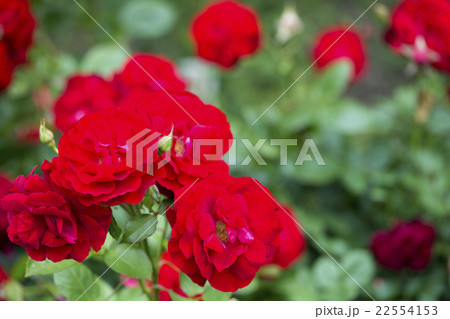 バラ 22554153