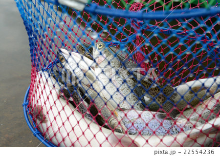 釣り上げられたニジマス 22554236