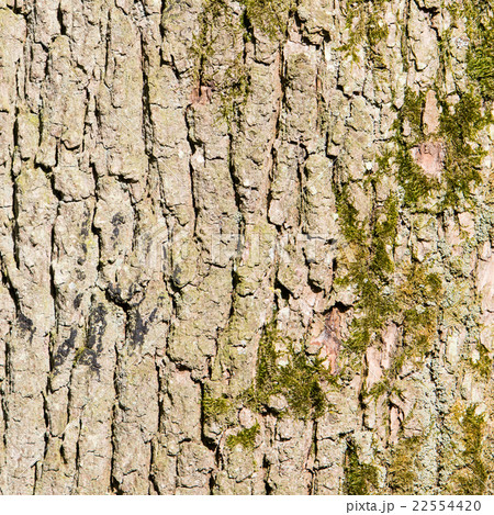 Huge oak bark as background Huge oak bark as background 22554420