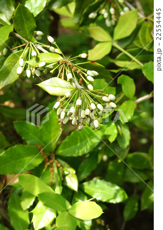 メギの実 22554445