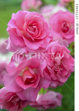 バラの花 22554463