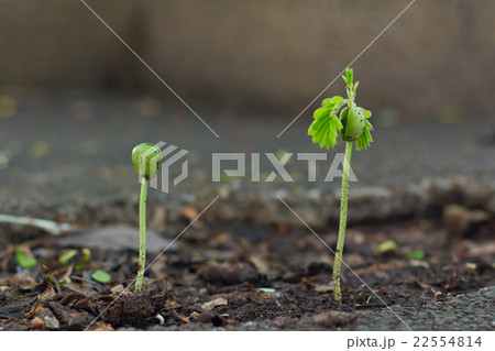Tamarind sprout 22554814