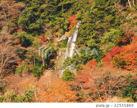 紅葉の栴檀轟の滝の写真素材