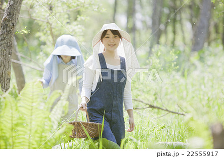 山菜採り 22555917