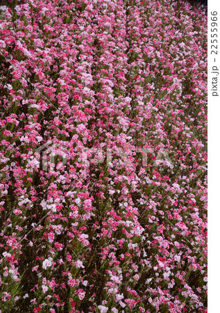 群生するイロマツヨイグサ・色待宵草の花 22555966