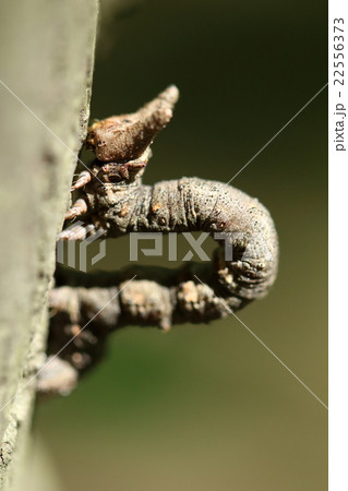 生き物 昆虫 トビモンオオエダシャク、幼虫です。地味な色ですが角か耳のように見える突起が特徴 生き物 昆虫 トビモンオオエダシャク、幼虫です。地味な色ですが角か耳のように見える突起が特徴 22556373