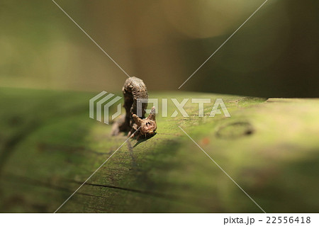 生き物 昆虫 トビモンオオエダシャク 幼虫です 正面から見ると微妙にかわいい尺取虫ですの写真素材