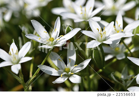 オオアマナ(大甘菜) オオアマナ(大甘菜) 22556653