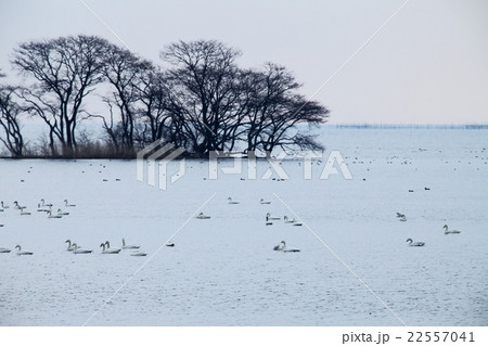 水鳥公園から見た冬の琵琶湖 水鳥公園から見た冬の琵琶湖 22557041