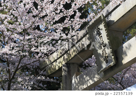 金刀比羅宮表参道「桜馬場」の桜 22557139
