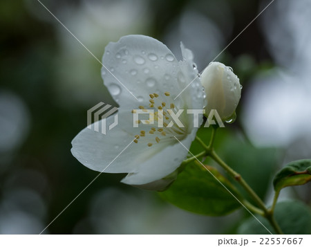 雨に濡れる梅花空木 雨に濡れる梅花空木 22557667