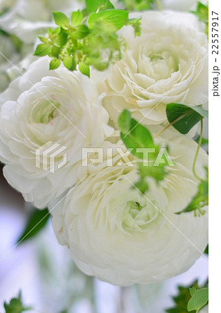 ラナンキュラスのアレンジメント ラナンキュラスのアレンジメント 22557917