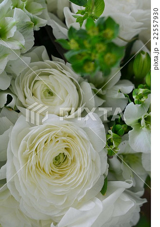 ラナンキュラスのアレンジメント 22557930