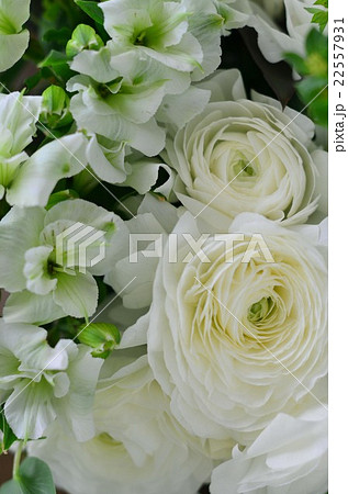 ラナンキュラスのアレンジメント 22557931