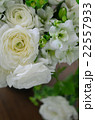 ラナンキュラスのアレンジメント 22557933