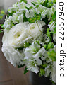 ラナンキュラスのアレンジメント 22557940