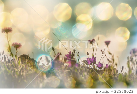 Flowers meadow 22558022