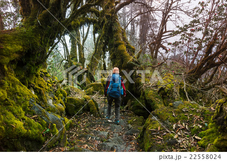 Hike in Nepal jungle 22558024