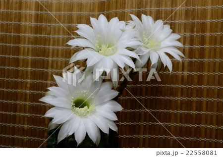 夜に咲くサボテン 短毛丸 たんげまるの白い花三輪の写真素材