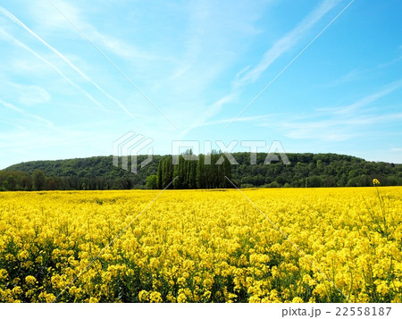 菜の花畑 22558187