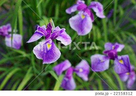 花菖蒲 花菖蒲 22558312