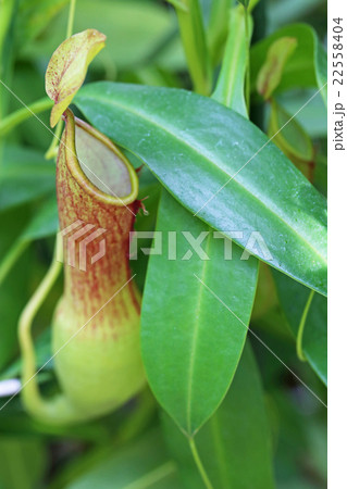 ヒョウタンウツボカズラ 22558404