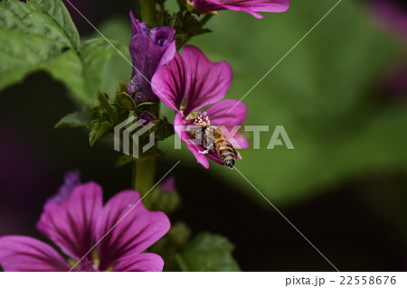 ゼニアオイ　アオイ　葵　花　咲く　植物　5月　 22558676