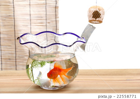 金魚 琉金 金魚 琉金 22558771