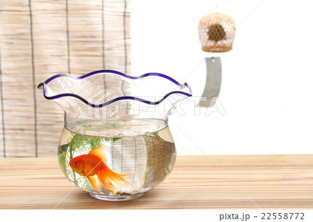 金魚 琉金 金魚 琉金 22558772