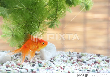 金魚 琉金 金魚 琉金 22558773