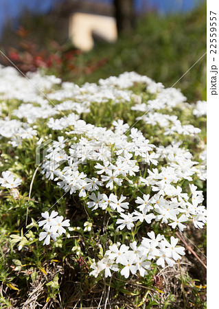 芝桜(白シバザクラ) 芝桜(白シバザクラ) 22559557
