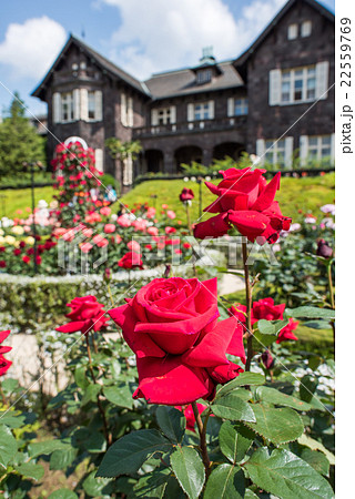 旧古河庭園　バラ園と洋館 22559769