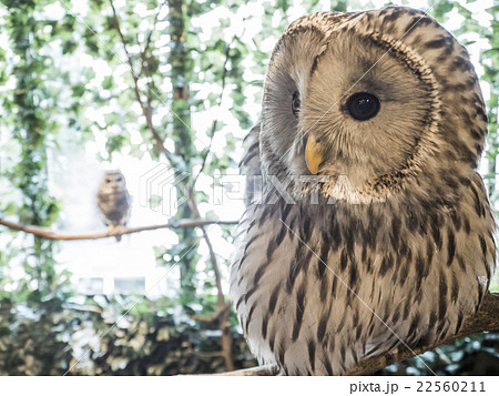 モリフクロウの写真素材